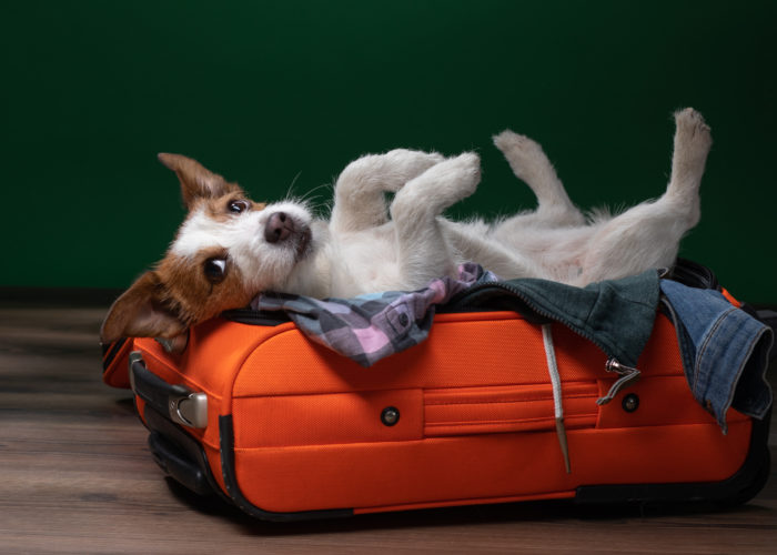 Jack Russell Terrier laying in orange suitcase