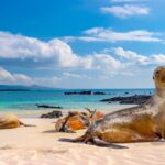 ecuador galapagos islands seal.