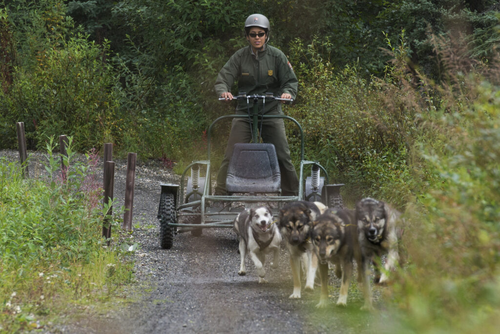 Park ranger at Denali National Park giving a sled dog demonstration in the summer