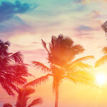 Beach with palm trees at sunset